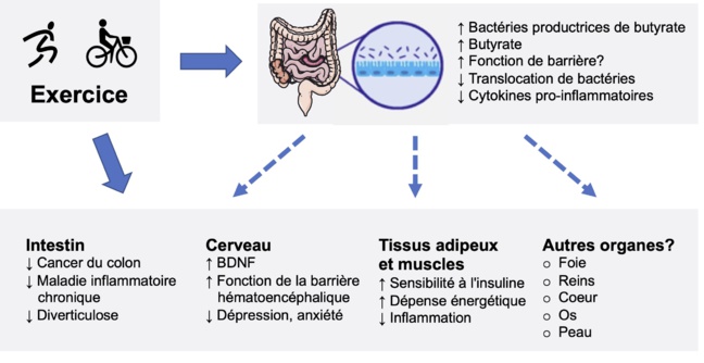 Un microbiome et un métabolome spécifiques chez les patients coronariens